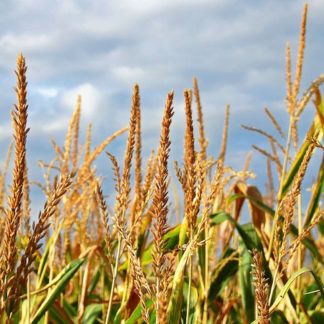 Farm Belt Accent Reduction-Wheat Field